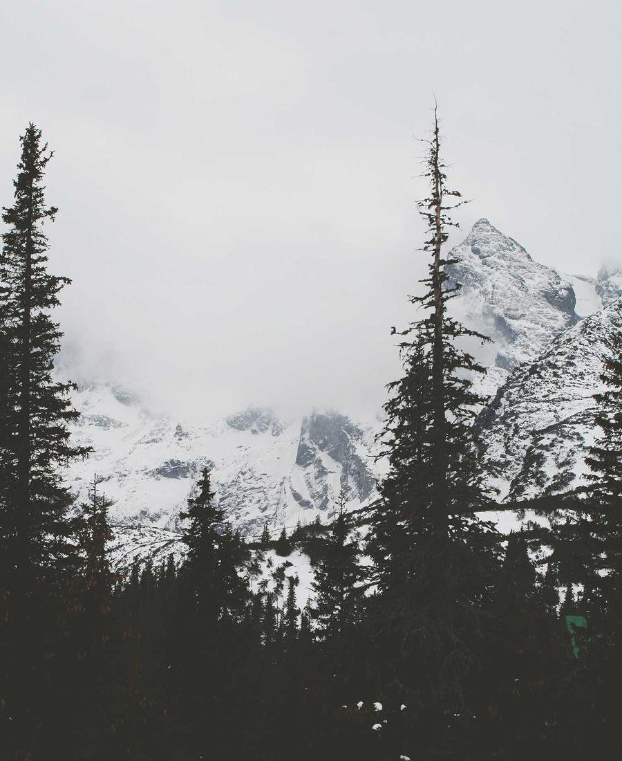 Fog over a pine forest