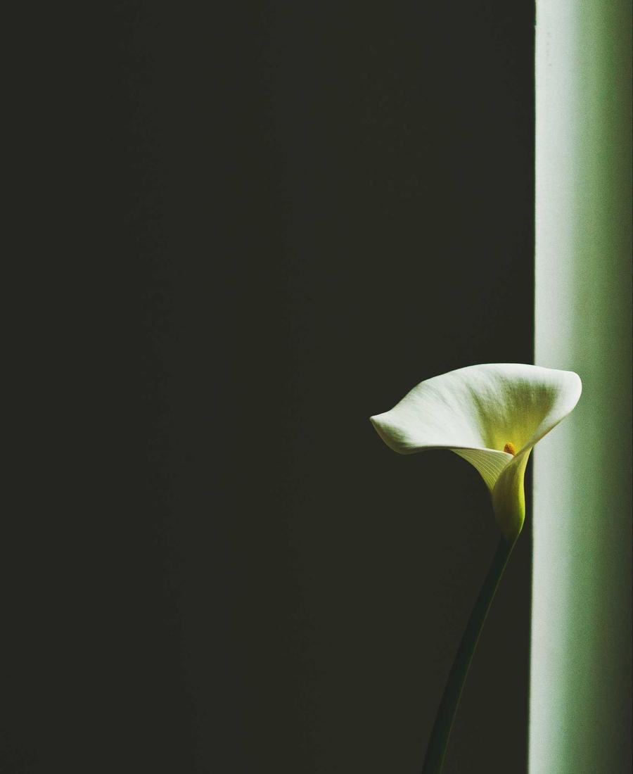A single white lily