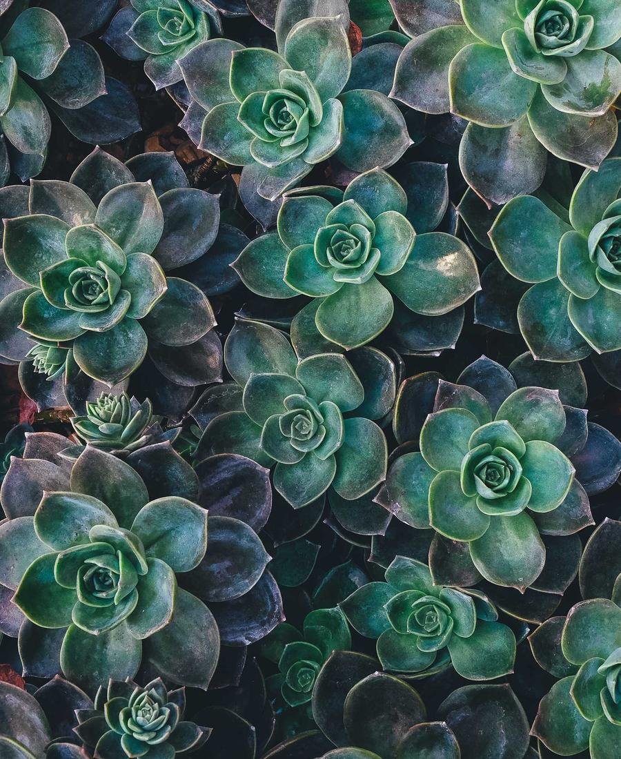 Rosettes of succulents